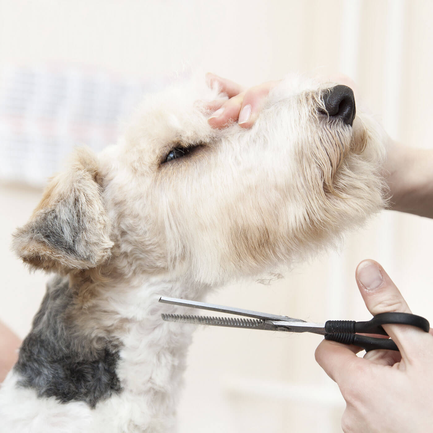 https://ecoenergtrade.com.ua/portfolio/full-grooming/